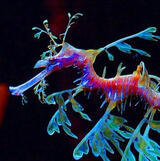 Sea Dragon
