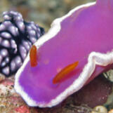 Sea Slug