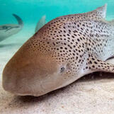 Zebra shark