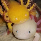 Axolotl