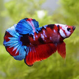 Betta