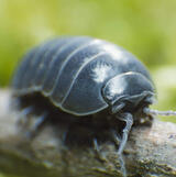 Pill Bug
