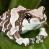Milk Frog